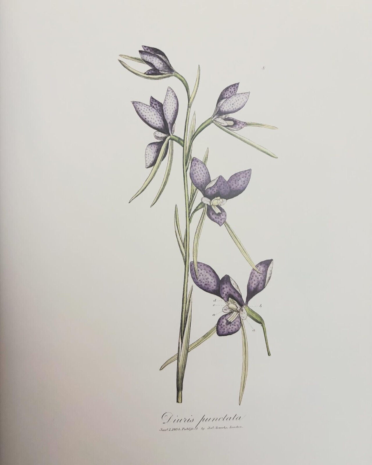 Botanical Revelation: European Encounters with Australian Plants Before Darwin