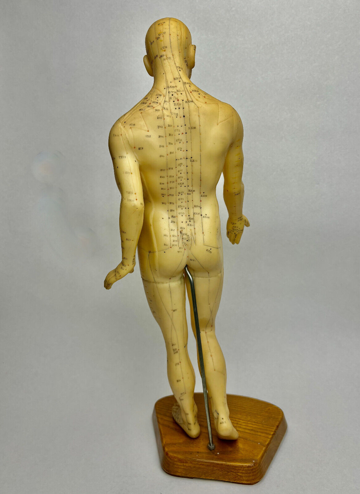 Vintage Mid-Century Acupuncture Anatomy Model Rubber with Original Stand