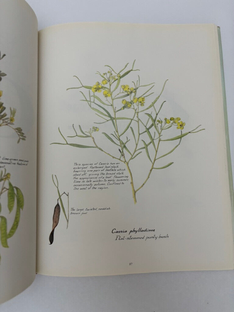 Australian Wildflowers by Patricia Weare
