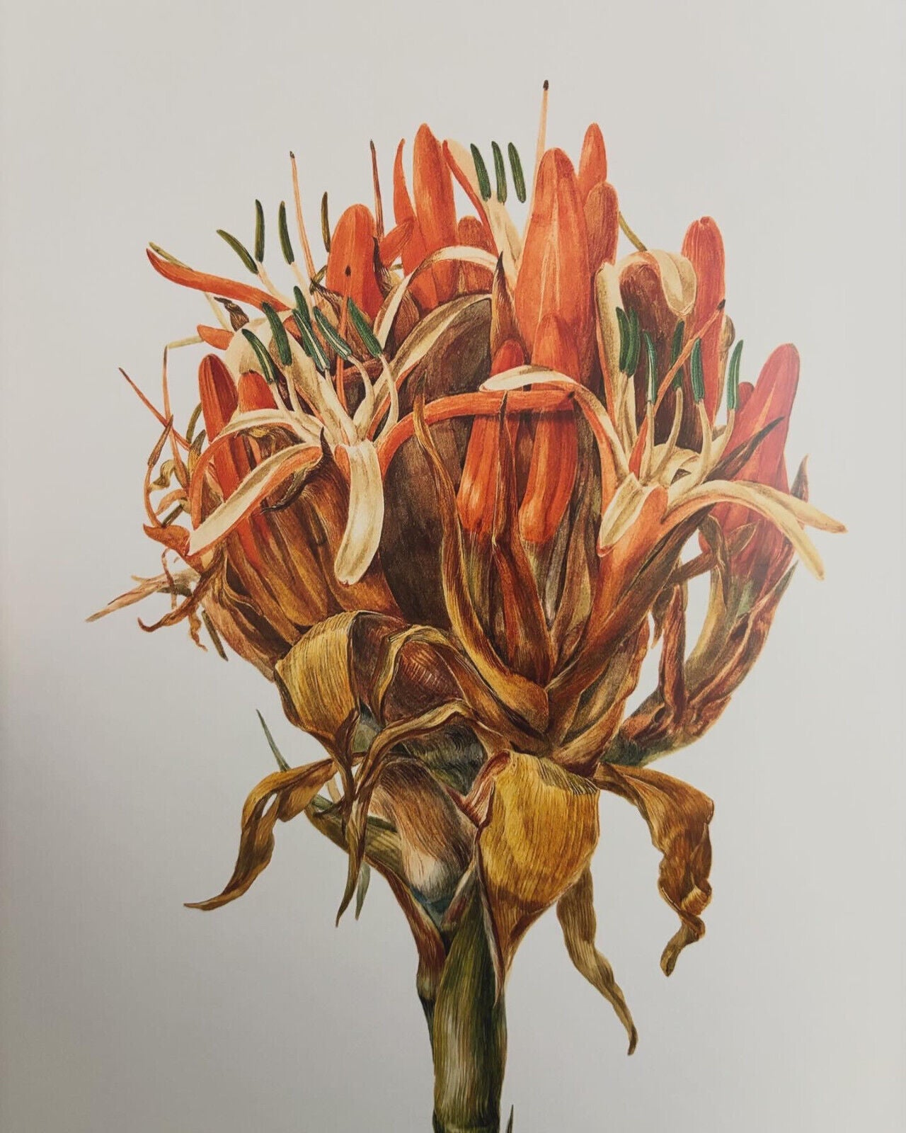 Botanical Revelation: European Encounters with Australian Plants Before Darwin
