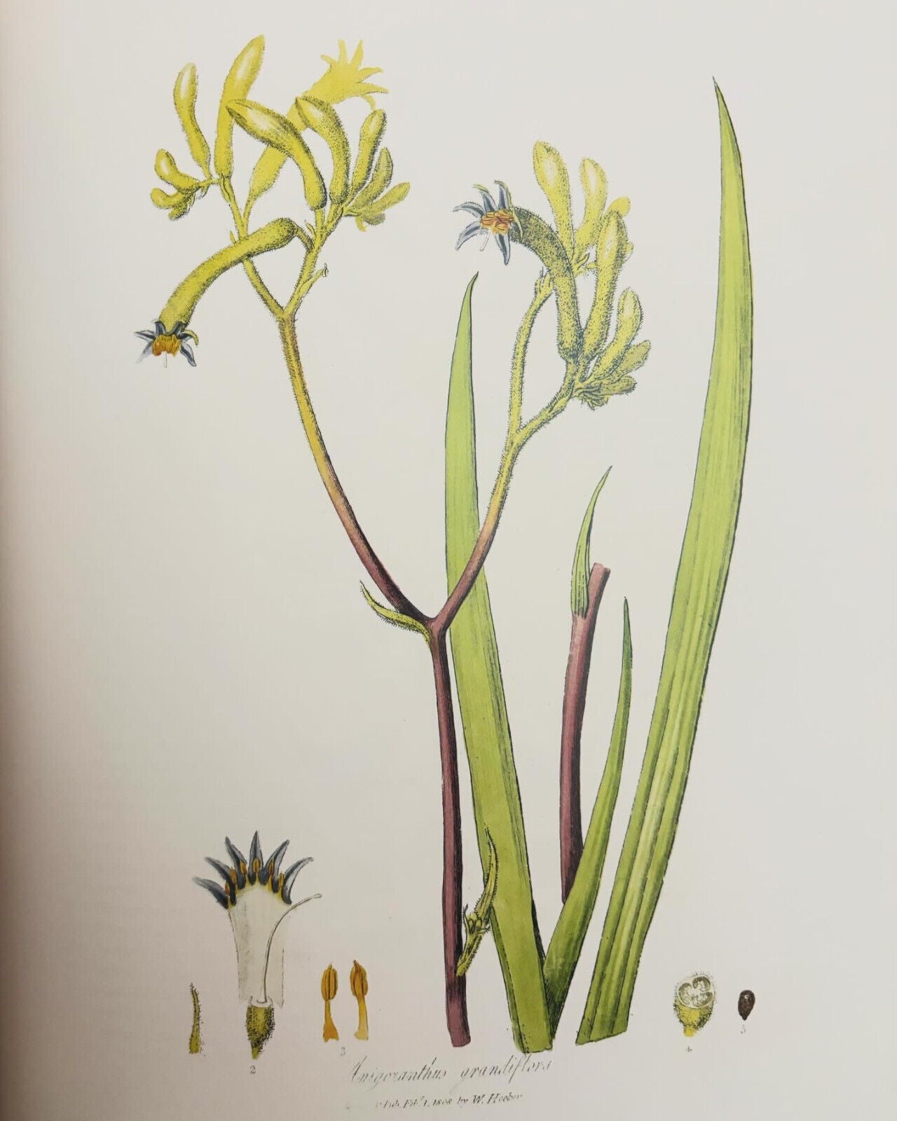 Botanical Revelation: European Encounters with Australian Plants Before Darwin