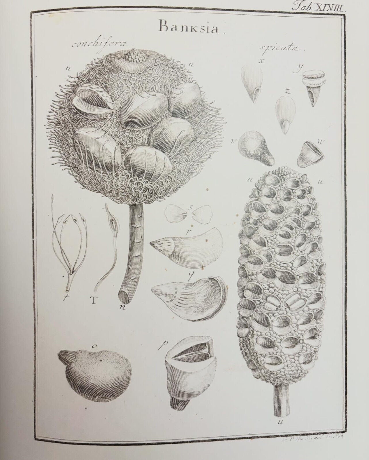 Botanical Revelation: European Encounters with Australian Plants Before Darwin