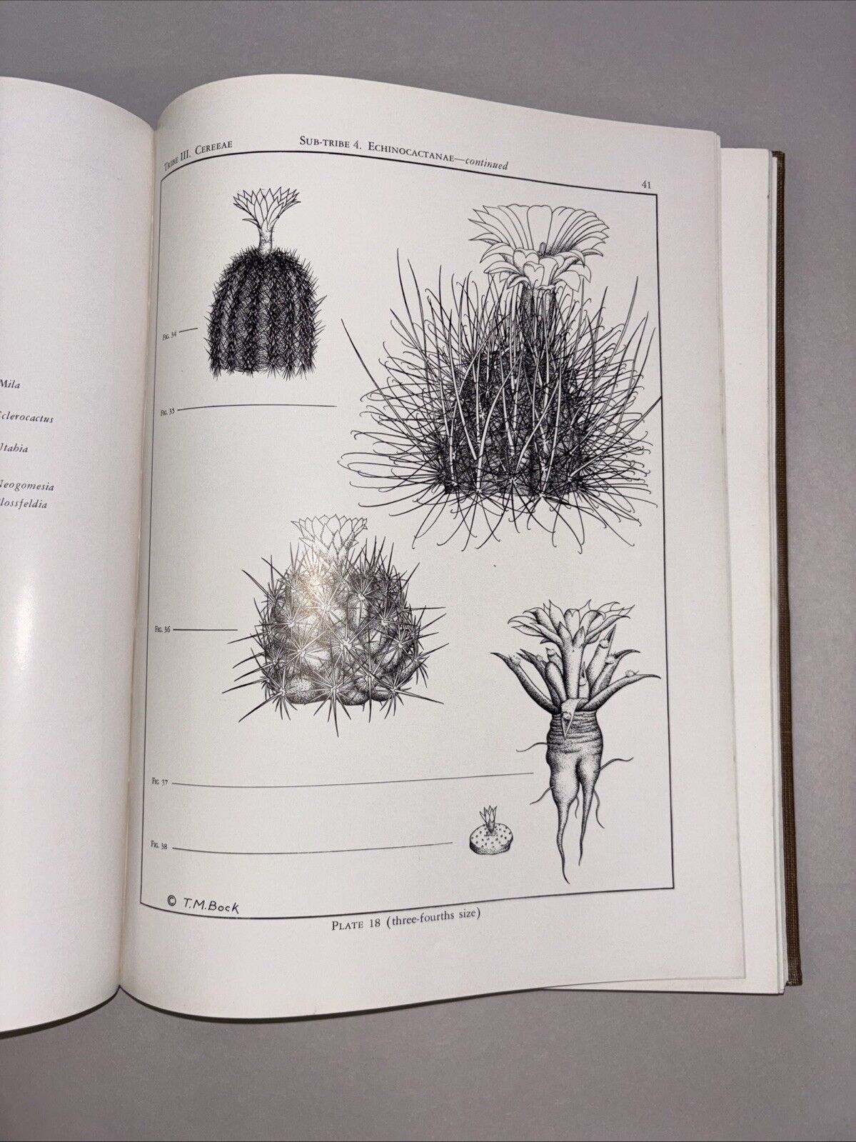 Cactaceae by Marshall & Bock – 1st Edition, Theophrastus 1941 Hardcover