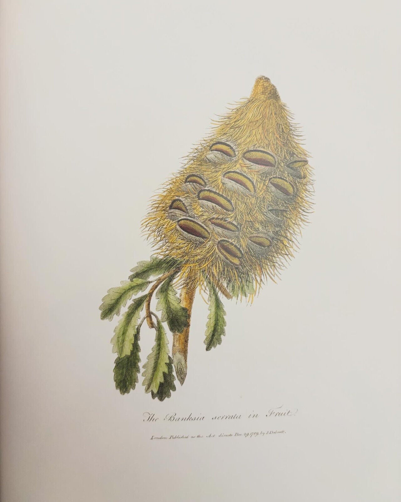 Botanical Revelation: European Encounters with Australian Plants Before Darwin