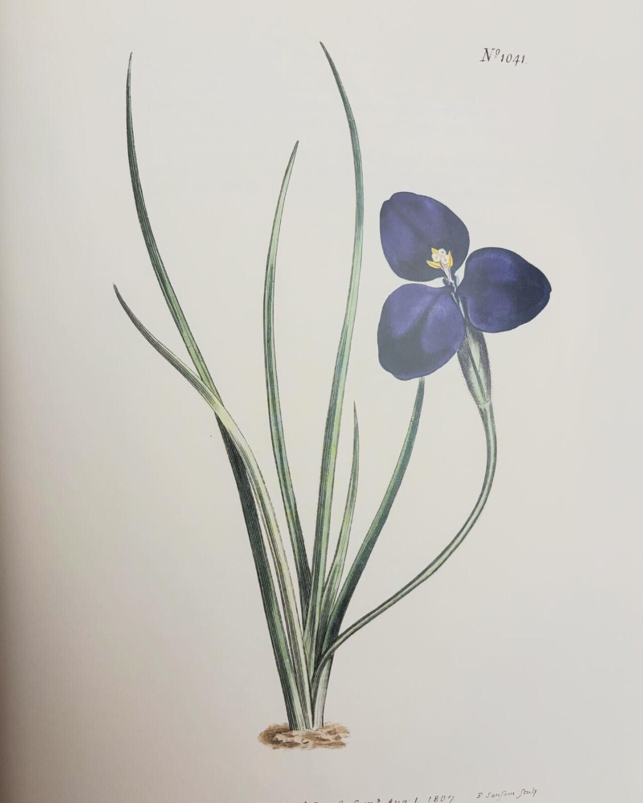 Botanical Revelation: European Encounters with Australian Plants Before Darwin
