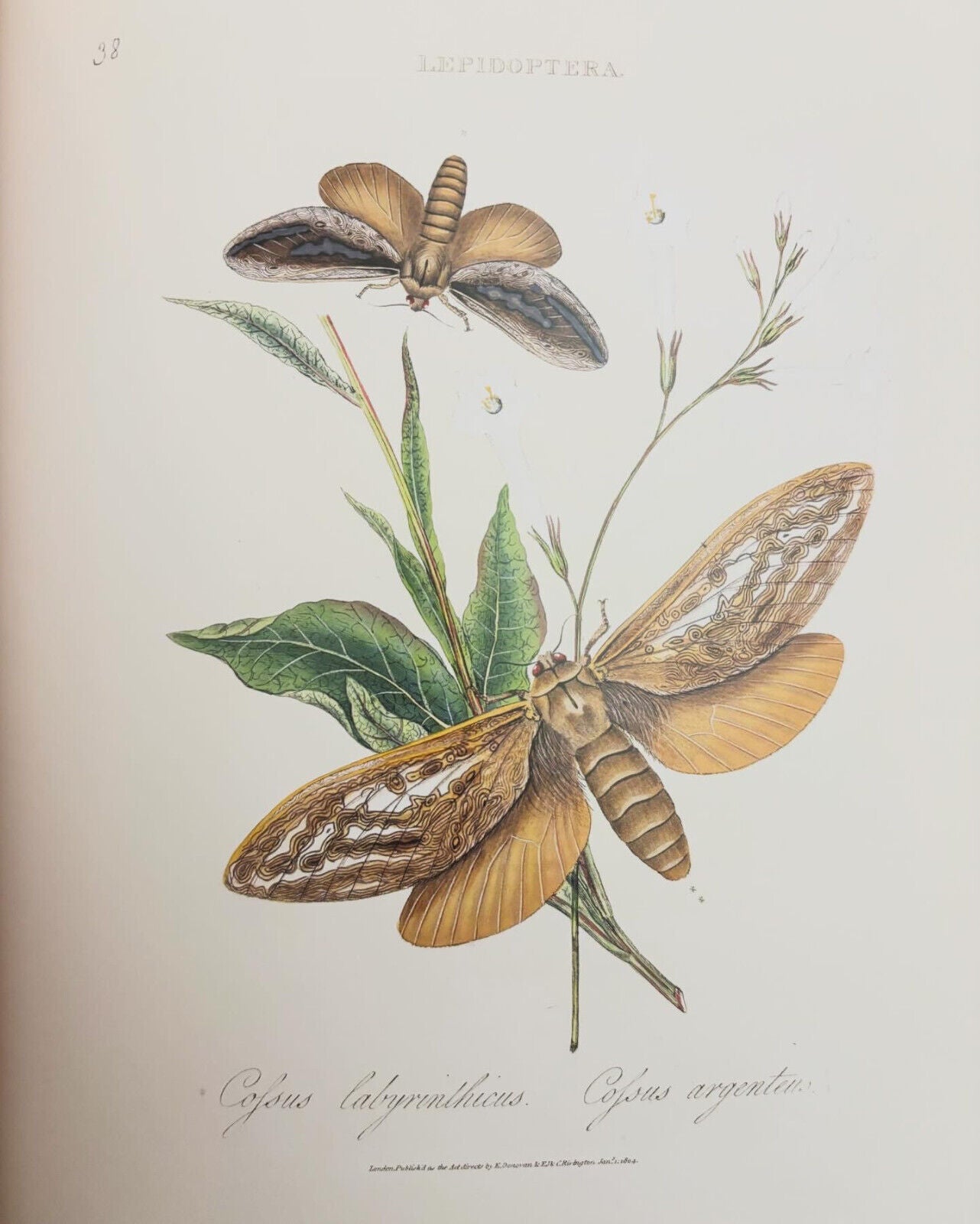 Botanical Revelation: European Encounters with Australian Plants Before Darwin
