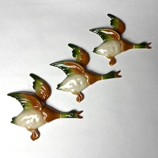 Flight of English wall ducks
