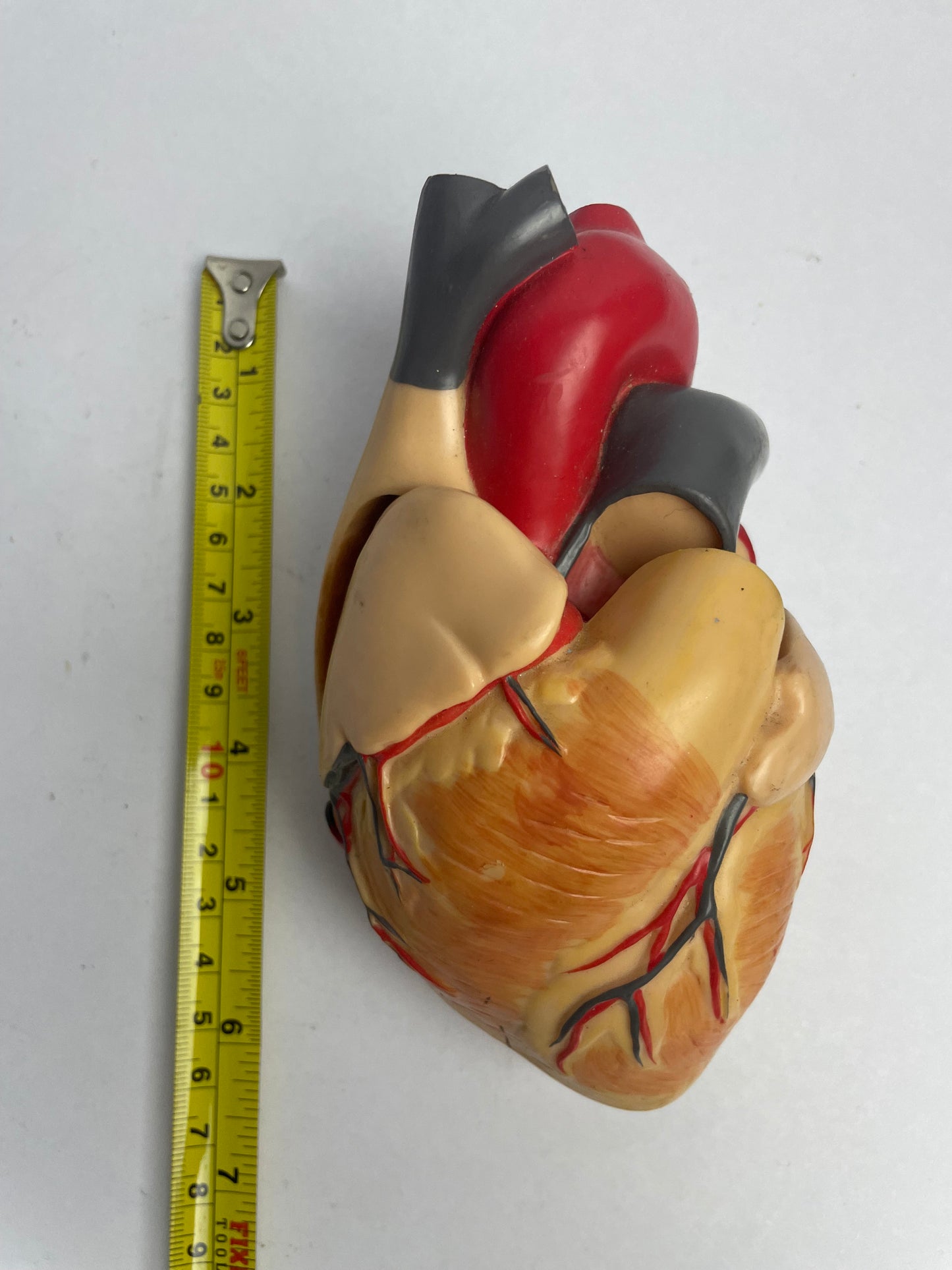 Medical heart display (full-size)