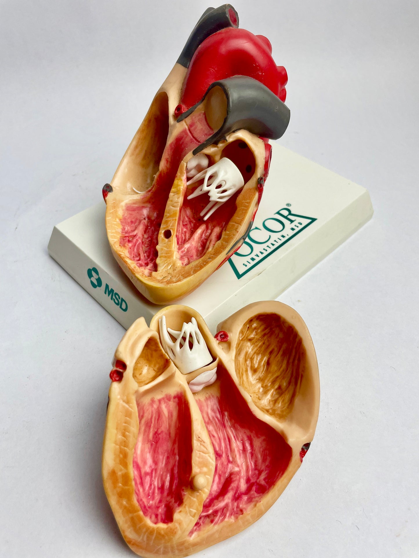 Medical Heart Display Model