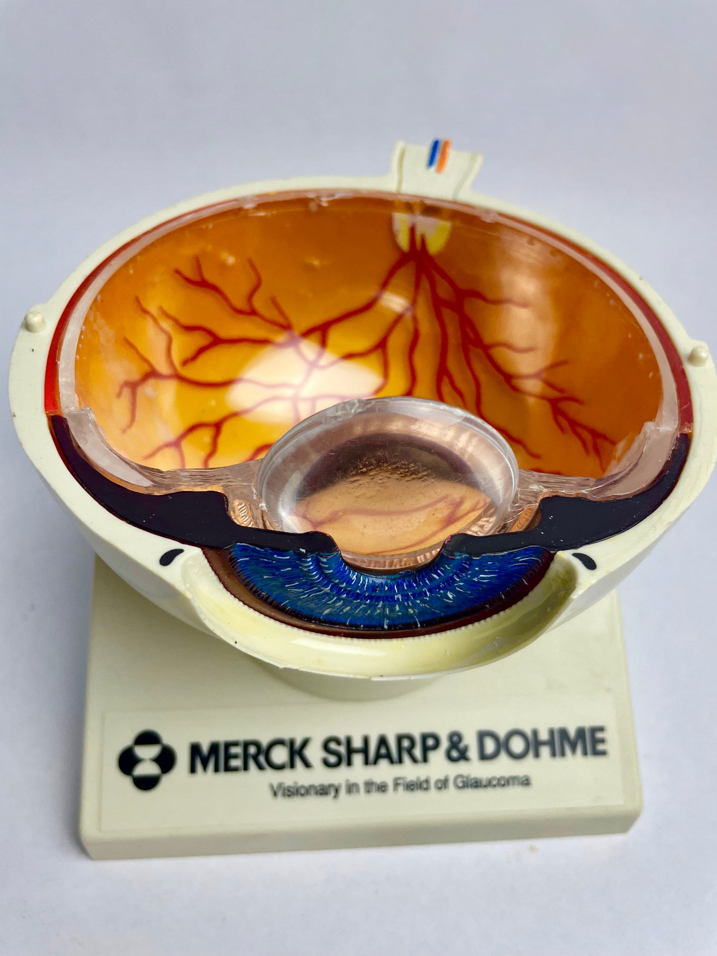 Medical Eyeball Display Model