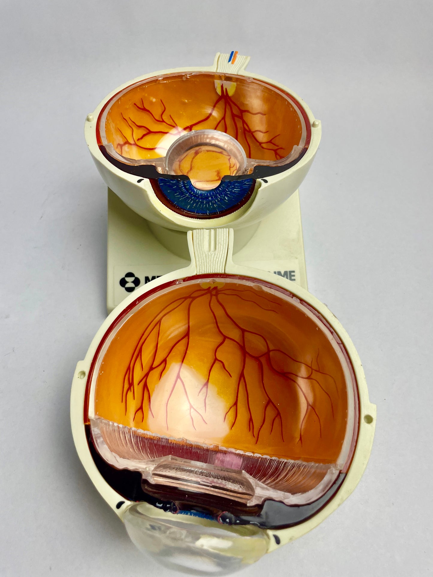Medical Eyeball Display Model