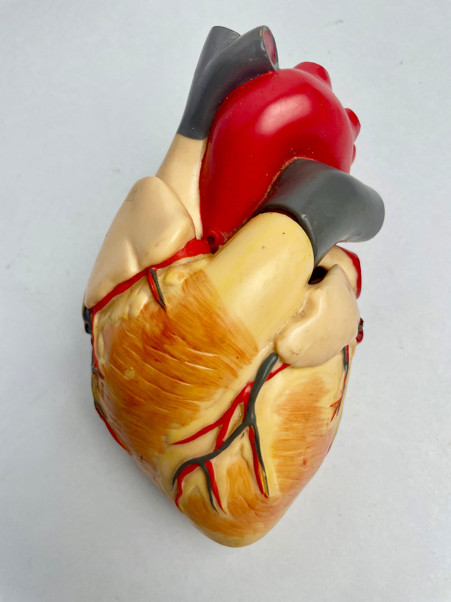 Medical heart display (full-size)