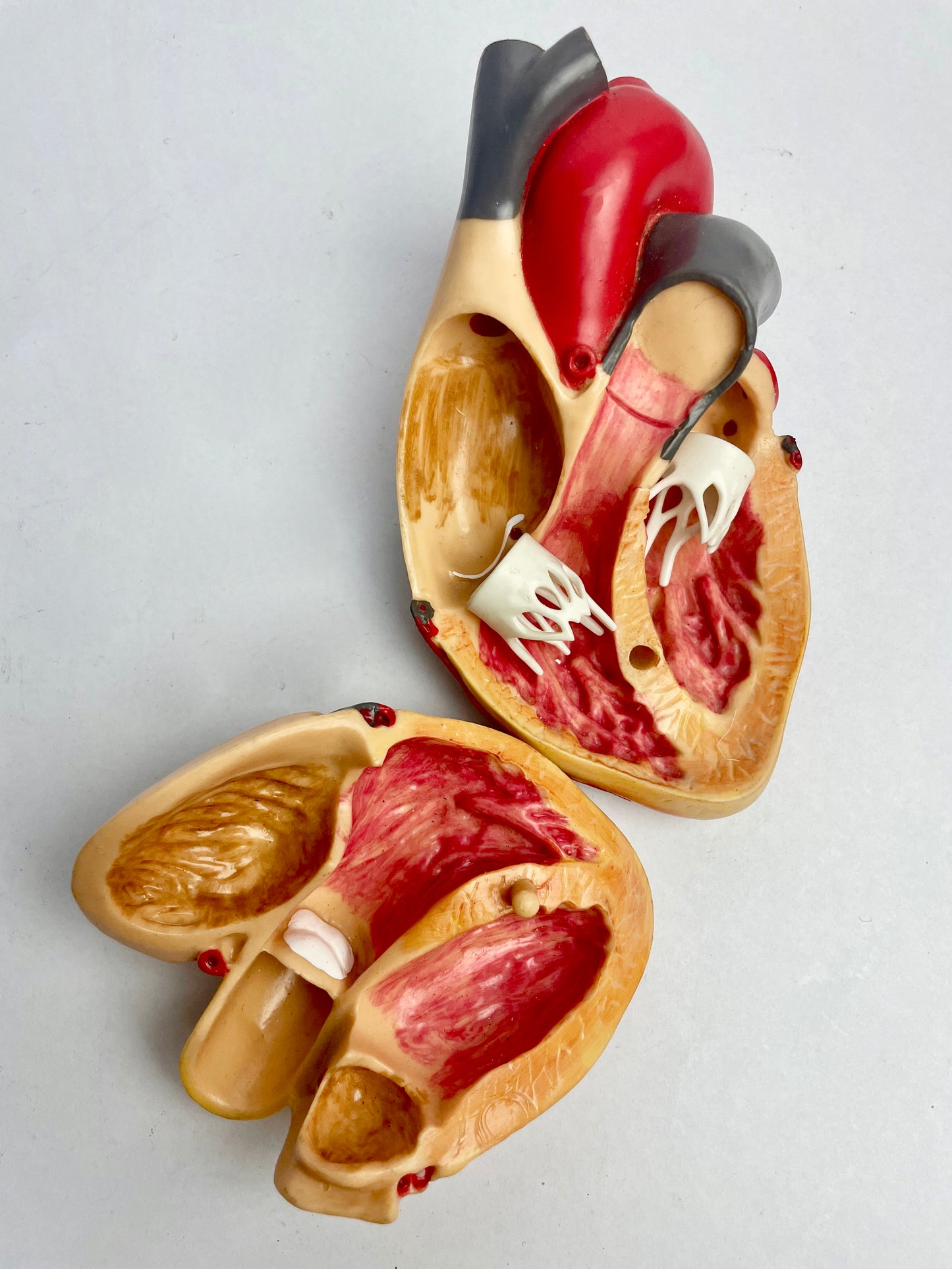Medical heart display (full-size)