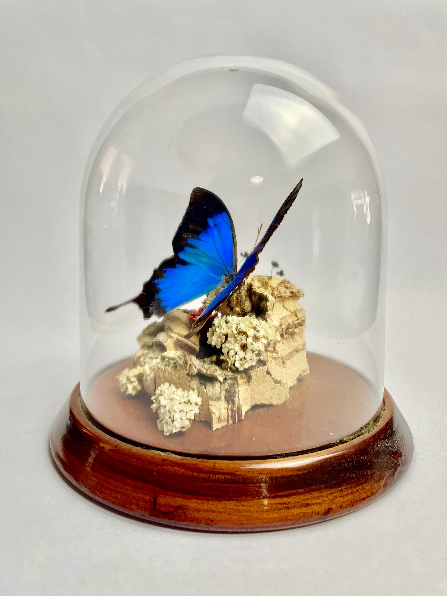 Vintage Papilio Ulysses Dome Diorama