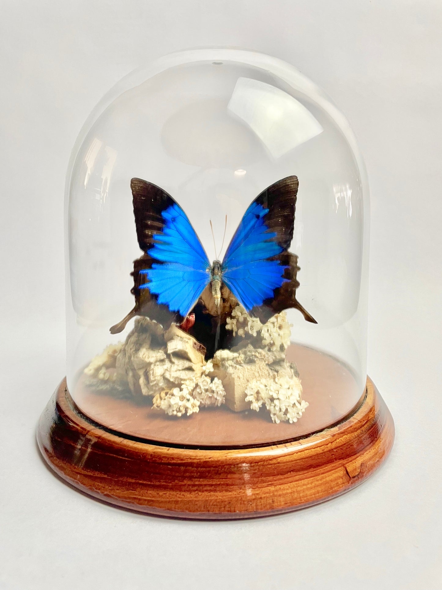 Vintage Papilio Ulysses Dome Diorama