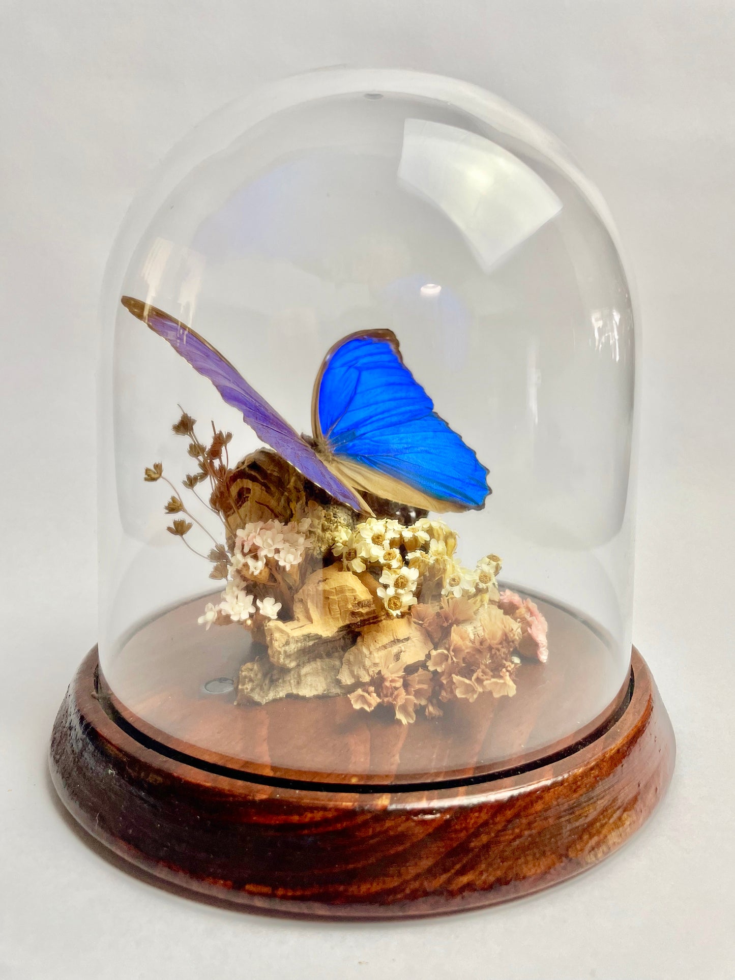 Vintage Papilio Ulysses Dome Diorama