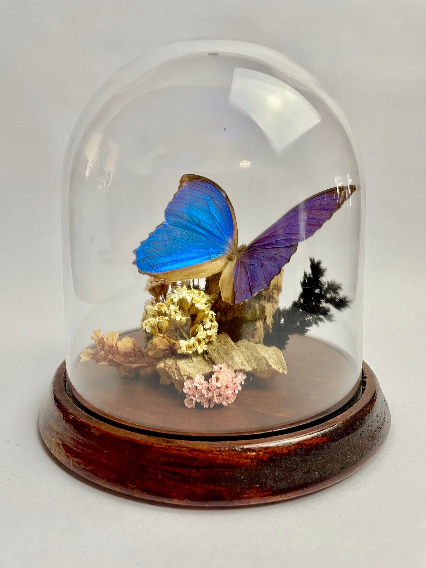 Vintage Papilio Ulysses Dome Diorama