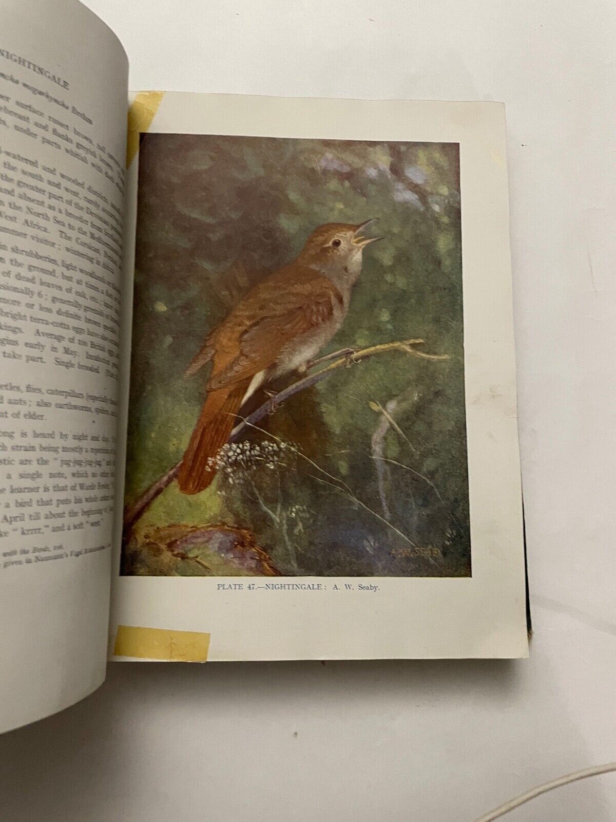British Birds by F.B. Kirkman and F.C.R. Jourdain (Hardcover, 1944)