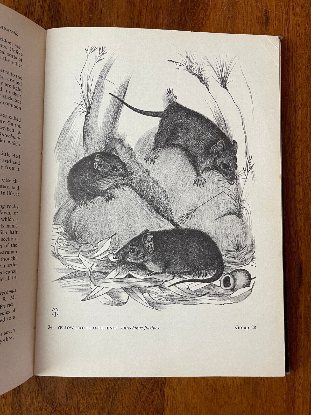W D L Ride; A Guide To The Native Mammals Of Australia (HB/DJ) Drawings Ella Fry