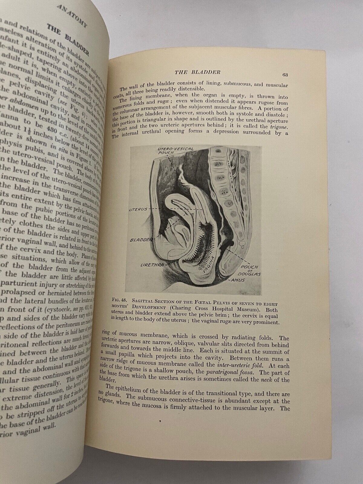 Eden and Lockyer's Gynaecology by Beckwith and Whitehouse