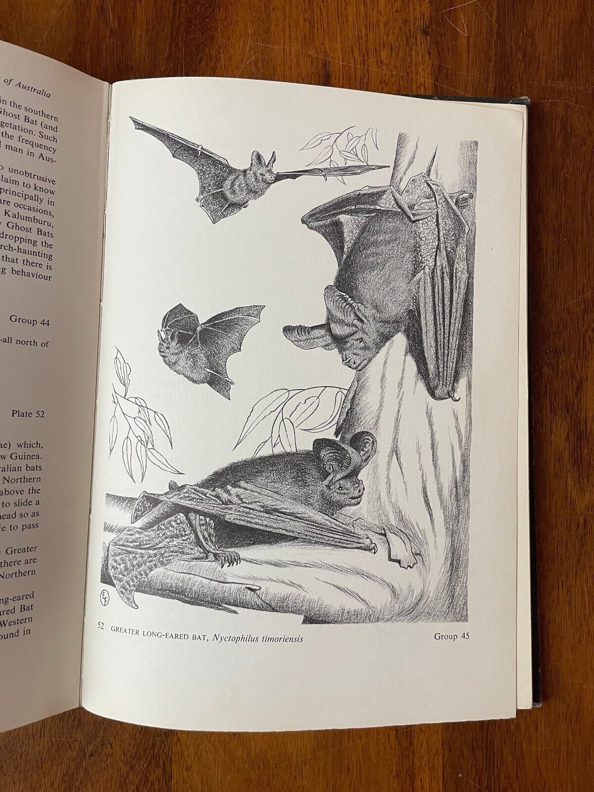 W D L Ride; A Guide To The Native Mammals Of Australia (HB/DJ) Drawings Ella Fry