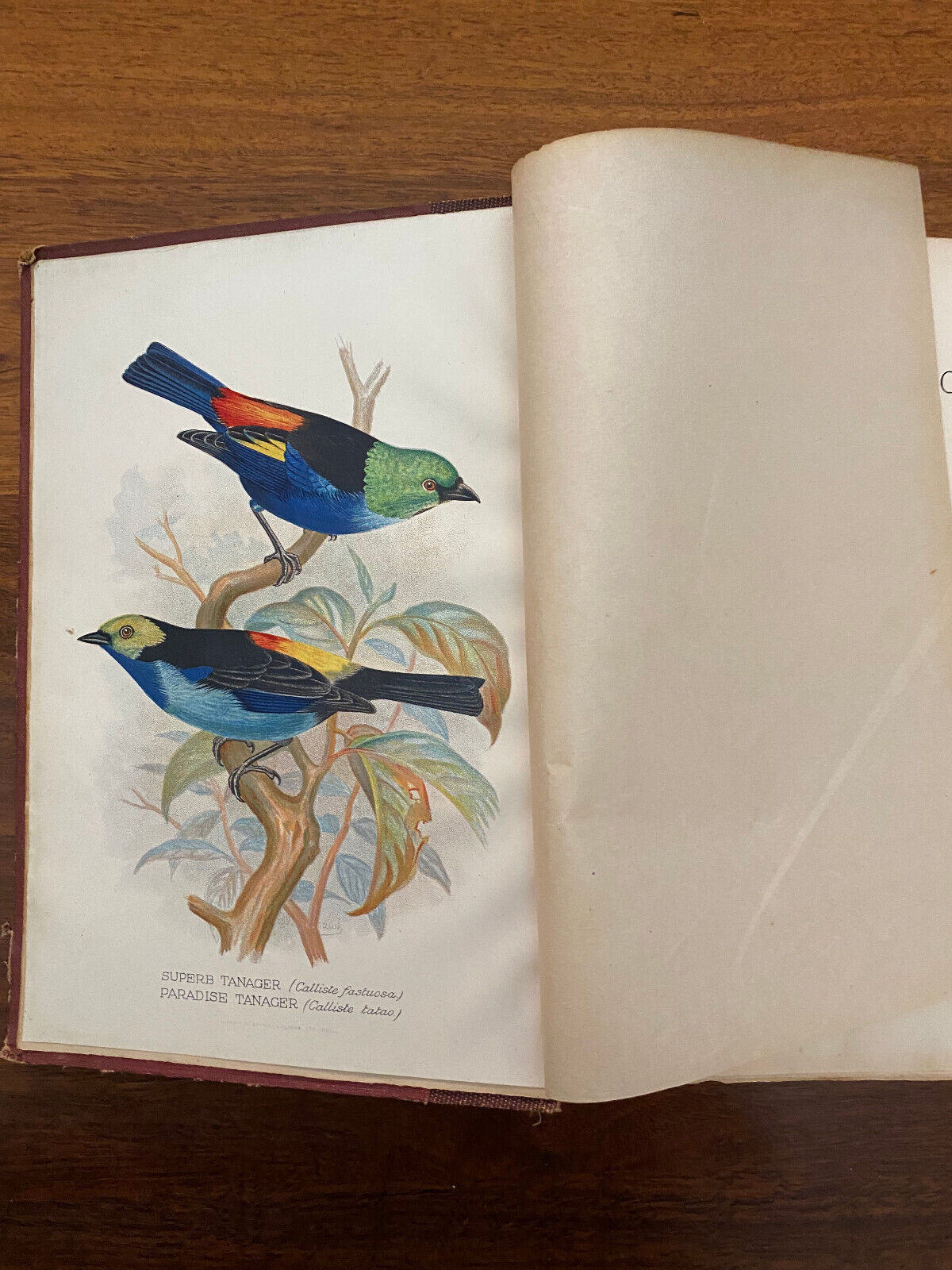 Foreign Finches in Captivity by Butler, Arthur G (Hardcover, 1899) 2nd edition