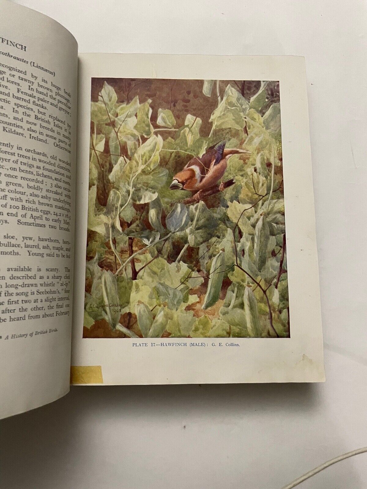 British Birds by F.B. Kirkman and F.C.R. Jourdain (Hardcover, 1944)