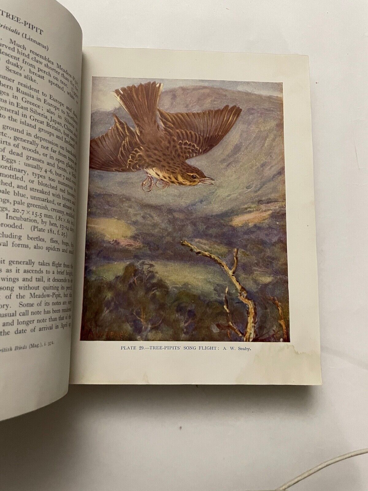 British Birds by F.B. Kirkman and F.C.R. Jourdain (Hardcover, 1944)