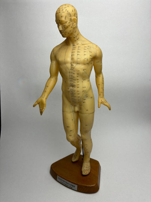 Vintage Mid-Century Acupuncture Anatomy Model Rubber with Original Stand