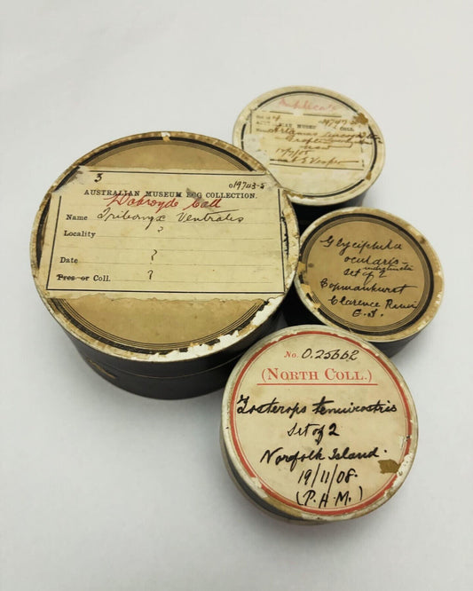 Four Museum bird collecting boxes from 1907 (empty)