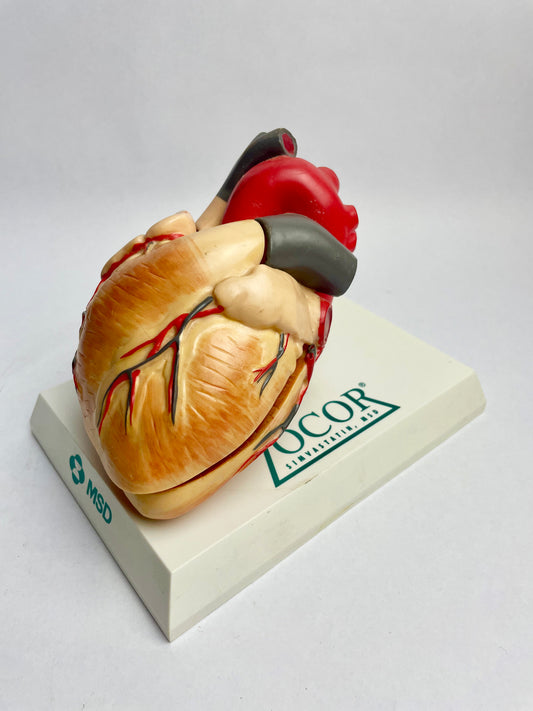 Medical Heart Display Model