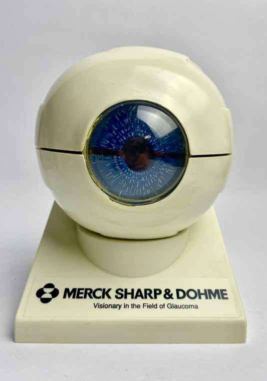 Medical Eyeball Display Model