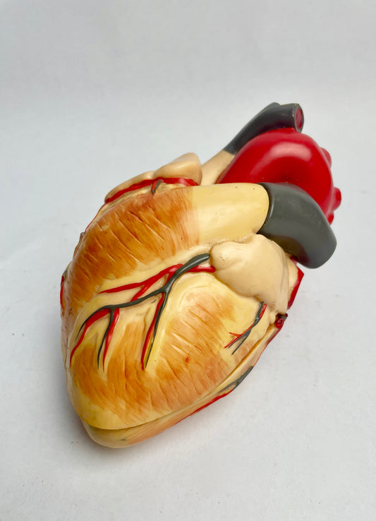 Medical heart display (full-size)