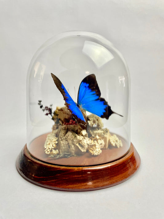 Vintage Papilio Ulysses Dome Diorama