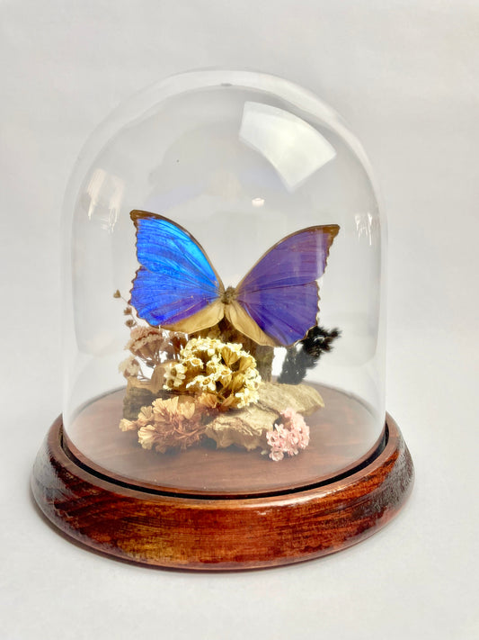 Vintage Papilio Ulysses Dome Diorama